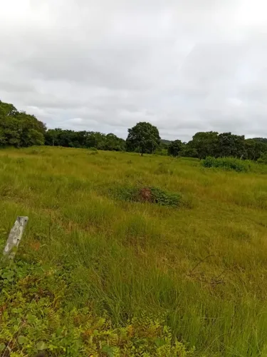 FAZENDA A VENDA PROXIMO AO MUNICÍPIO DE CAROLINA-MA 