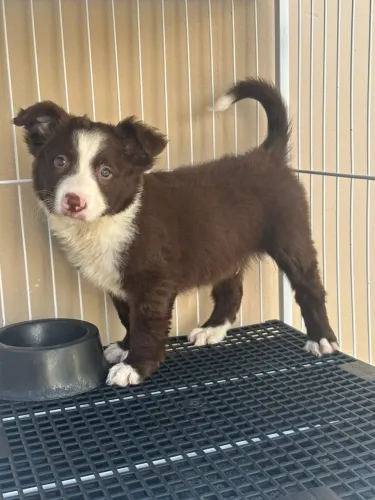 Border Collie - Filhotes Super Inteligentes e Brincalhões