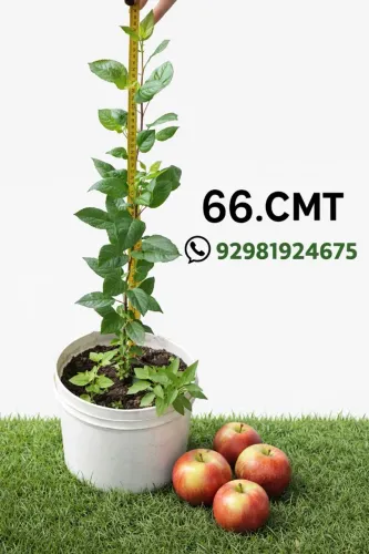 Planta frutífera   macieira  