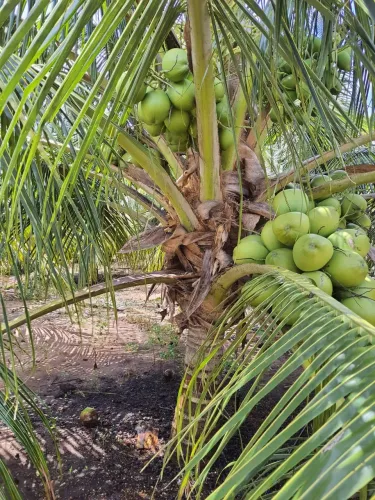 arrendo fazenda de coqueiros com 38 hectares 5.500 pés plantados