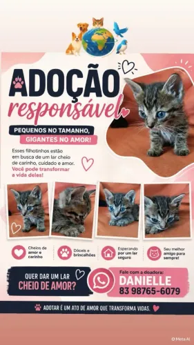 Doação de gatos