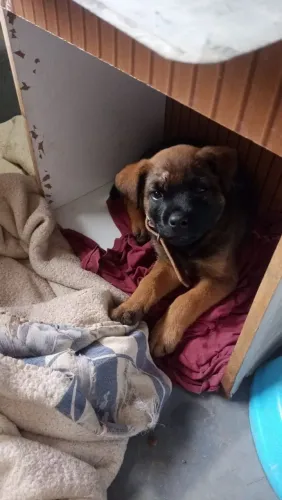 Filhote de cachorro macho para doação 
