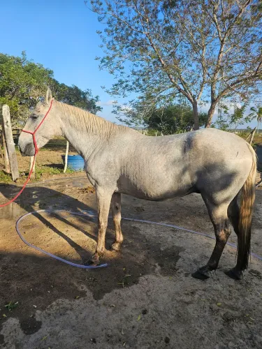 Cavalo de Picado