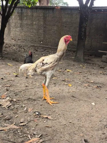 Frango índio gigante 8 meses