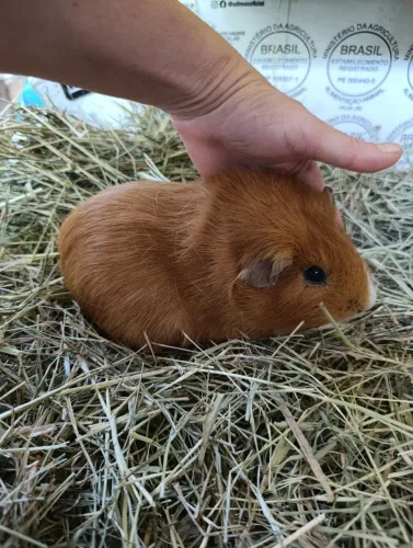 Porquinho da Índia 