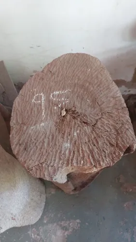 Troncos madeira jaqueira UNIDADE