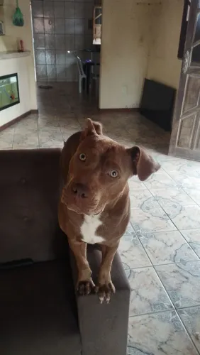 Cao raça Pit Bull 7 meses fêmea docil
