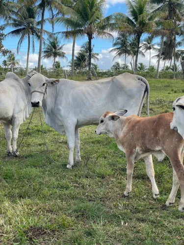 Vaca parida