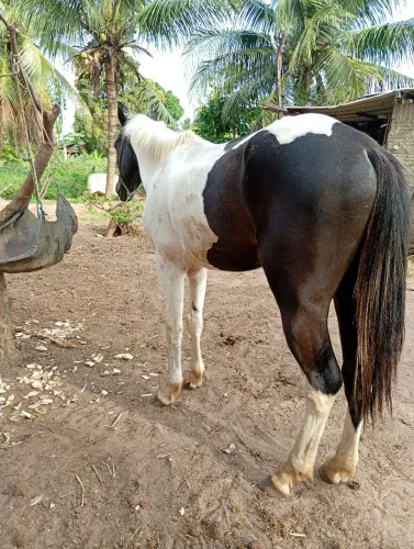 Potro Paint horse 