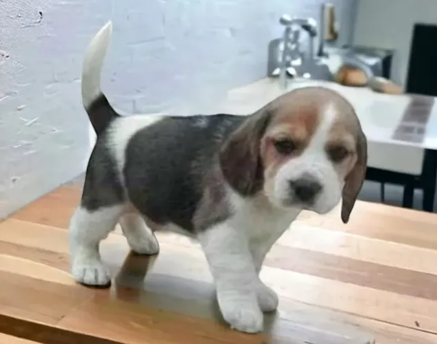 Beagle Mini Filhotes Tricolores Os Menores Da Raça.