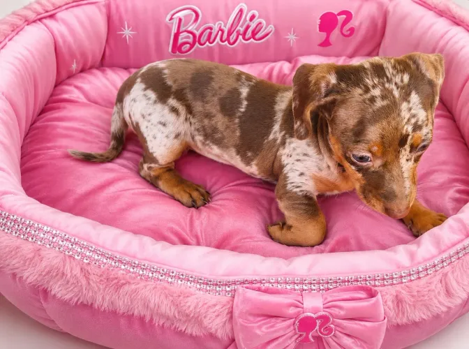 Filhote fêmea Dachshund Chocolate Arlequim