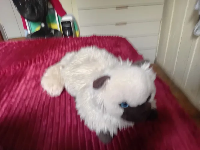 Pelúcia fina de gato siamês