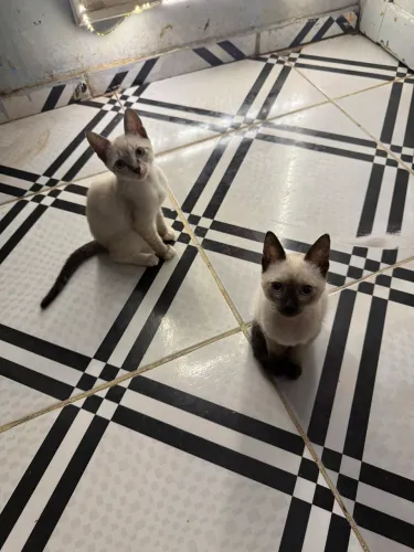 Gatos para Doação