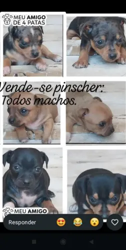Machos disponíveis