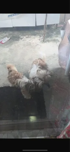 duas fêmeas à venda 1.200 shih tzu