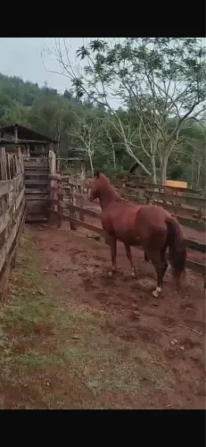 Vendo cavalo castrado