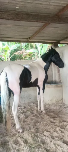 Cavalo Mangalarga Puro