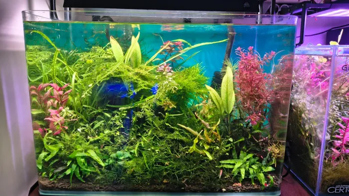 Aquário Plantado completo 56L (Com luminária e canister)