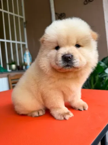 Chow Chow americano