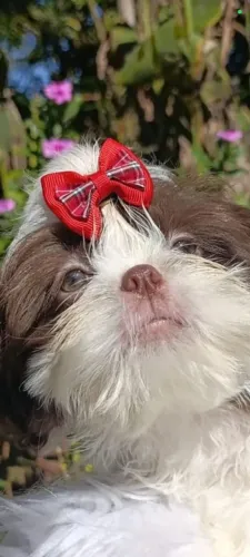 Shihtzu