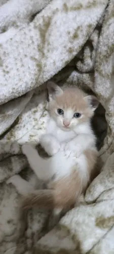 FILHOTE DE GATO 2 MESES SRD P/ ADOÇÃO RESP.