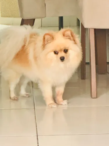 Vendo Splitz Alemão