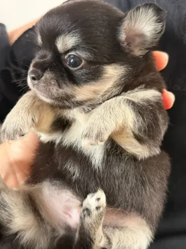 Chihuahua 