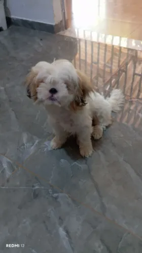 Vendo cachorrinha Shitzu