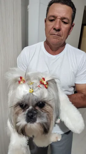 Interesse em cachorro Shitzu fêmea 