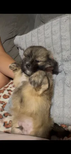 Lindo filhote de Lasa Apso