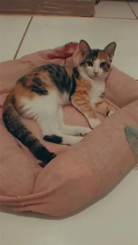 Gatas (já castradas) para adoção.