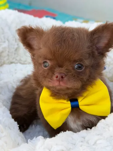 Chihuahua macho. Um lindo Chocolatinho de Pelagem longa!!