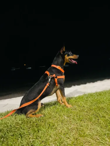 DOAÇÃO DE PINSCHER