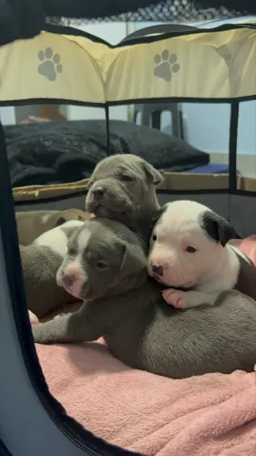 American Bully Ninhada Exclusiva - Pronta Entrega Em Julho
