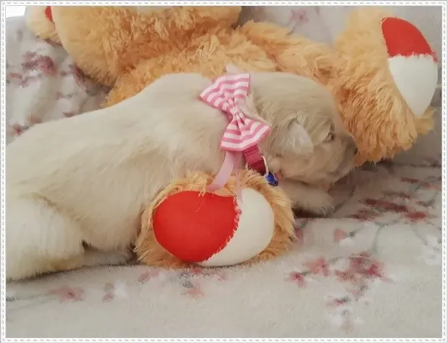 Golden Retriever com Pedigree. Macho e Fêmea.