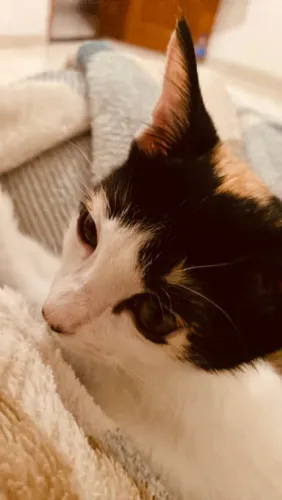 Doação de gatinha fêmea