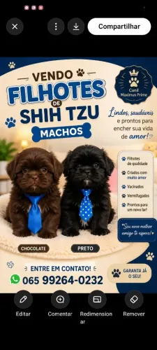 Shih tzu machos