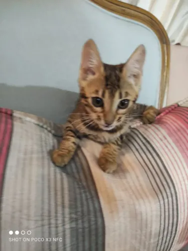Maravilhosos Bengal