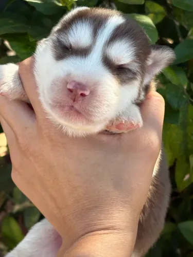 Husky siberiano com registro
