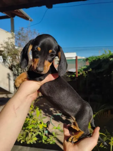 Dachshund salsichinha bassê tekel machos divido 10x sem juros