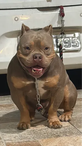 American bully