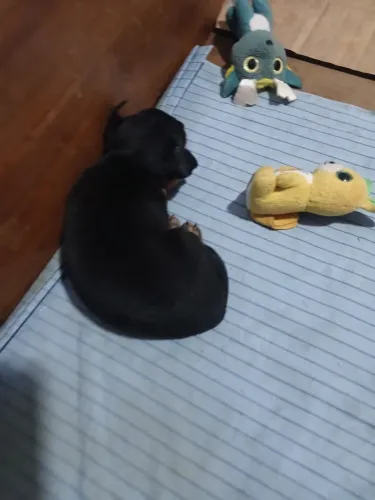 cachorros fêmeas pinscher