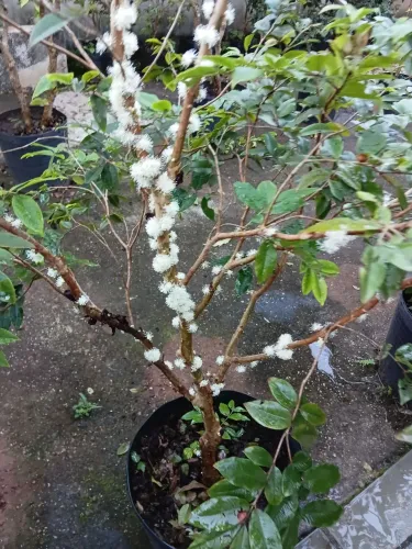Mudas de jabuticaba
