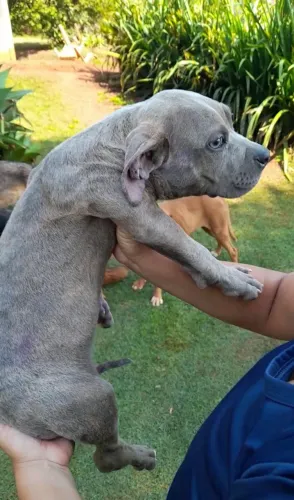 Filhotes de Pit Monster.