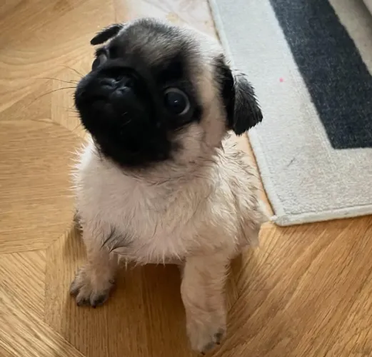 Filhote pug, Seu Novo Melhor Amigo Está Aqui!