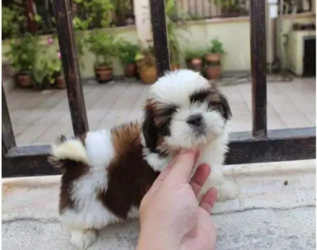 Shih Tzu Filhote Charmoso