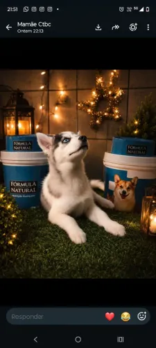 Filhote husky siberiano fêmea