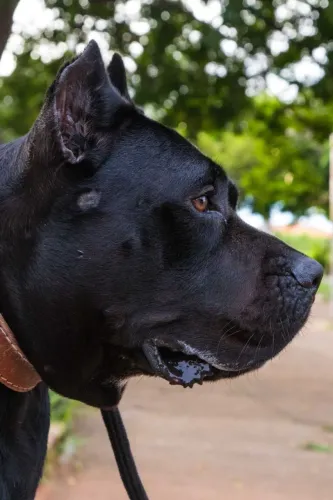 Filhote de PRESA CANÁRIO