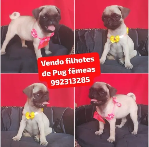 Vendo filhotes de Pug fêmea 
