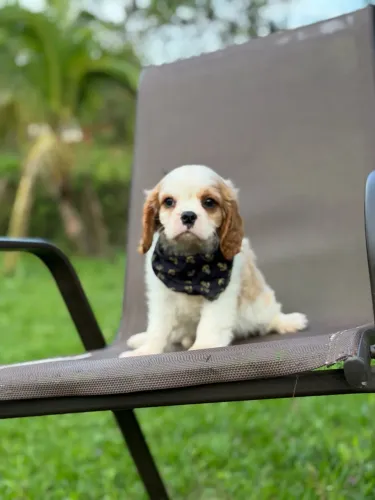 PROCURANDO UM CAVALIER KING CHARLES?!!?